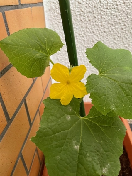 毎日が豊かになるベランダ園芸