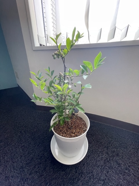 初心者はプロに頼ろう