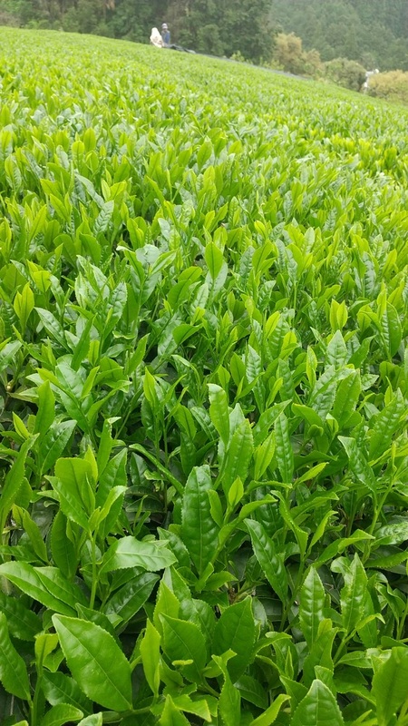 新茶の販売を開始しました